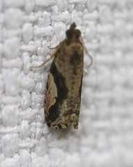 Statherotis pendulata