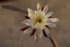 Peniocereus greggii