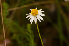 Rhodanthe anthemoides