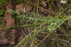 Rhodanthe anthemoides