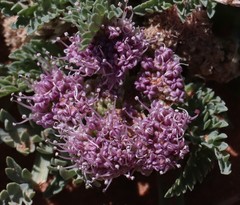 Vesper montanus