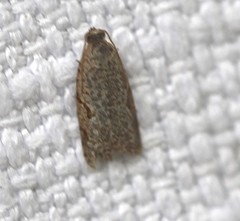 Meritastis piperata
