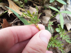 Puccinia erigeniae