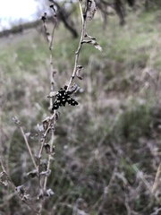 Pseudothyris sepulchralis