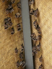 Cynopterus brachyotis