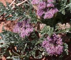 Vesper montanus