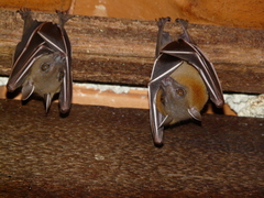 Cynopterus brachyotis