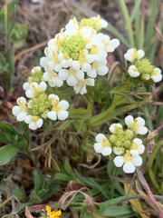 Triphysaria floribunda