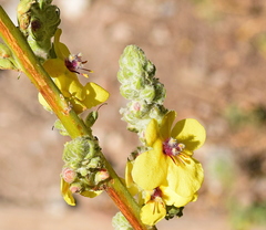 Verbascum olympicum
