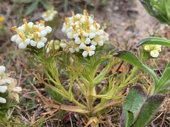 Triphysaria floribunda