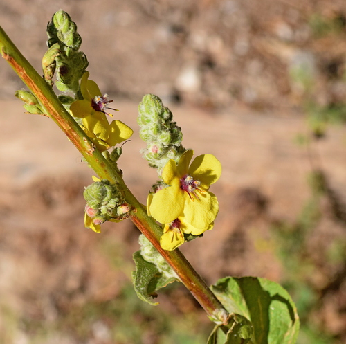 Greek Mullein (Verbascum olympicum)