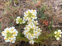 Triphysaria floribunda