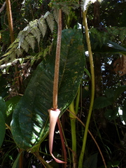 Anthurium jesusii