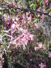 Prunus andersonii