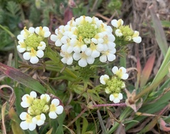 Triphysaria floribunda