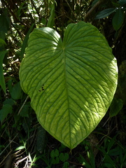 Anthurium cuspidatum