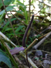 Anthurium cuspidatum