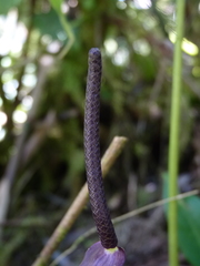 Anthurium cuspidatum