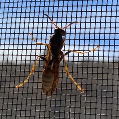 Mischocyttarus navajo