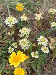 Triphysaria floribunda