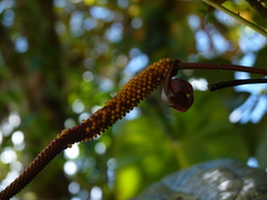 Anthurium jesusii