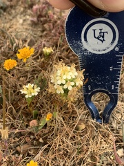 Triphysaria floribunda