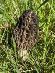 Morchella norvegiensis