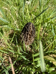 Morchella norvegiensis