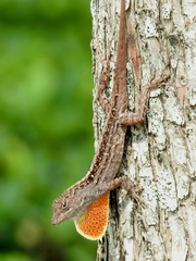 Anolis sagrei