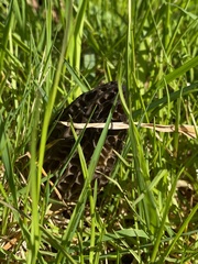 Morchella norvegiensis