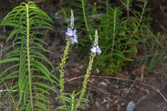 Veronica velutina
