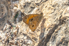 Hypocysta euphemia