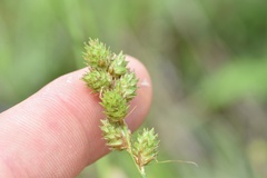 Carex brevior