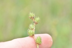 Carex brevior