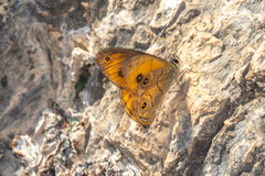 Hypocysta euphemia