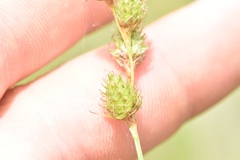 Carex brevior