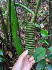 Cyclanthus bipartitus