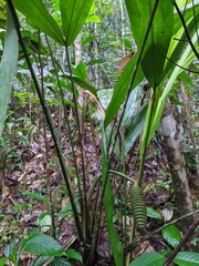 Cyclanthus bipartitus