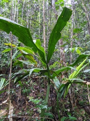 Cyclanthus bipartitus