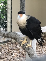 Caracara