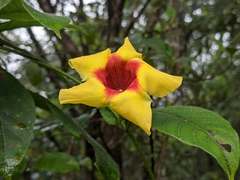 Mandevilla hirsuta
