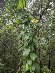 Mandevilla hirsuta