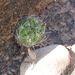 Rebutia neocumingii lanata - Photo (c) Naturalist Tours, some rights reserved (CC BY-NC), uploaded by Naturalist Tours