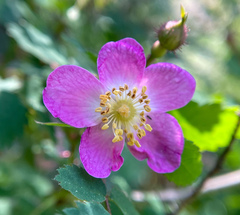 Woodland Rose (Rosa gymnocarpa)