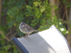 Junco hyemalis
