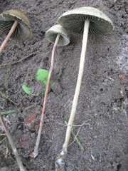 Panaeolus sepulchralis