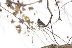 Hypothymis azurea oberholseri