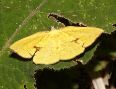 Corymica spatiosa