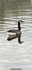 Branta canadensis