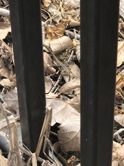 Sceloporus occidentalis